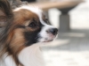 2011年 犬種別6位 北村ヒメちゃん (パピヨン)