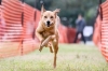 2016年 犬種別1位 中村ニコルちゃん (MIX - L)