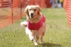 2016年 犬種別5位 天願サラサちゃん (ゴールデンレトリーバー)