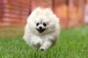 2016年 犬種別3位 早川ポンタくん (ポメラニアン)