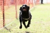 2016年 犬種別3位 助川 アルファくん (フラットコーテッドレトリーバー)