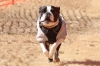 2022年 犬種別7位 田中ジャックくん (ボストンテリア)