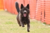 2022年 犬種別1位 長谷川胡蝶ちゃん (甲斐犬)