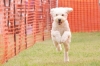 2022年 犬種別1位 渋谷クロエちゃん (MIX - L)