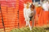 2022年 犬種別5位 八子オスカーくん (MIX - L)