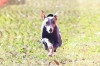 2022年 犬種別2位 野津ぶーくん (イタリアングレーハウンド)