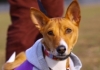 2010年 犬種別7位 浜田そよちゃん (バセンジー)