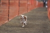 2010年 犬種別8位 黒住苺ちゃん (キャバリアキングチャールズスパニエル)