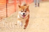2026年 総合1位 緑川りくくん (柴犬)