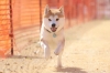 2026年 総合2位 浅井そらくん (柴犬)