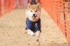 2026年 総合3位 野扇くん (柴犬)