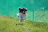 2010年 犬種別5位 岡田朔太郎くん (キャバリアキングチャールズスパニエル)