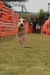 2010年 犬種別8位 神谷ジャックくん (ジャックラッセルテリア)