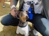 2010年 犬種別6位 倉畑バンナくん (ミニチュアピンシャー)