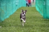2010年 犬種別5位 中江ルビーノくん (イタリアングレーハウンド)