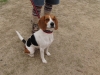 2010年 犬種別2位 川原ラブちゃん (ビーグル)