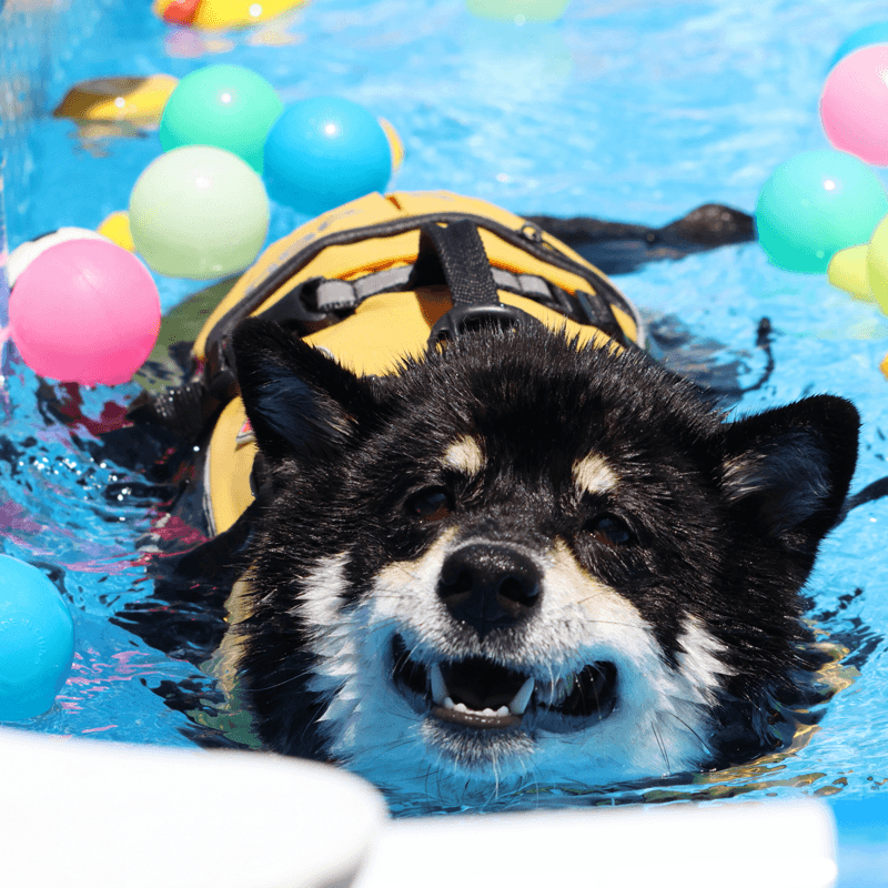 泳ぐ犬