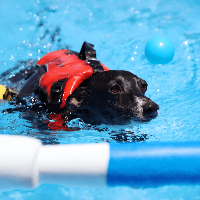 犬が泳ぐ画像