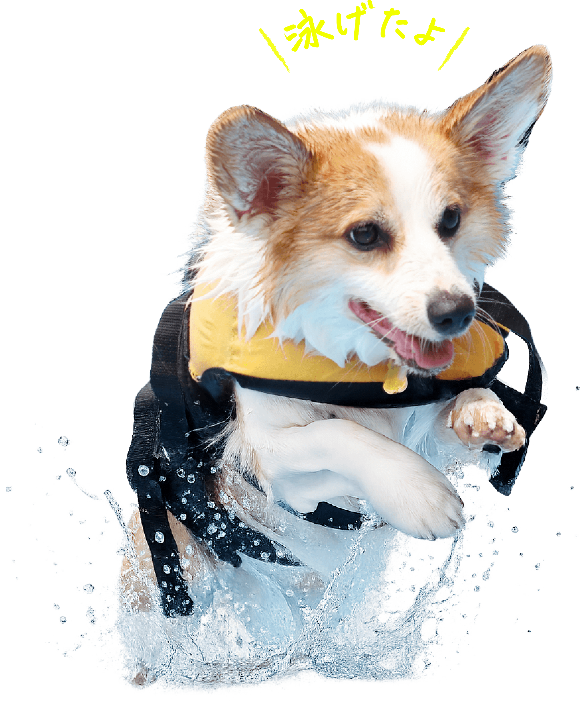 泳ぐ犬