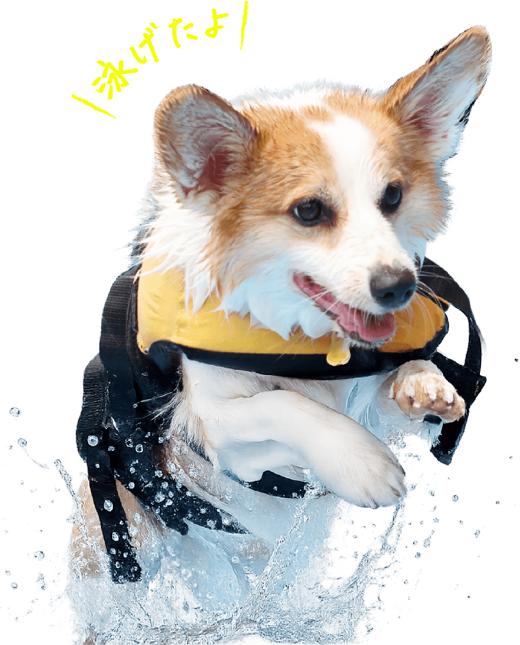 泳ぐ犬