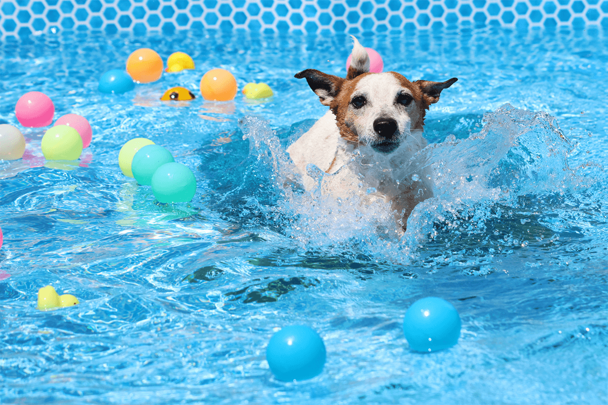 プールで泳ぐ犬