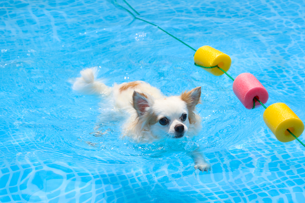 犬だらけの水泳大会