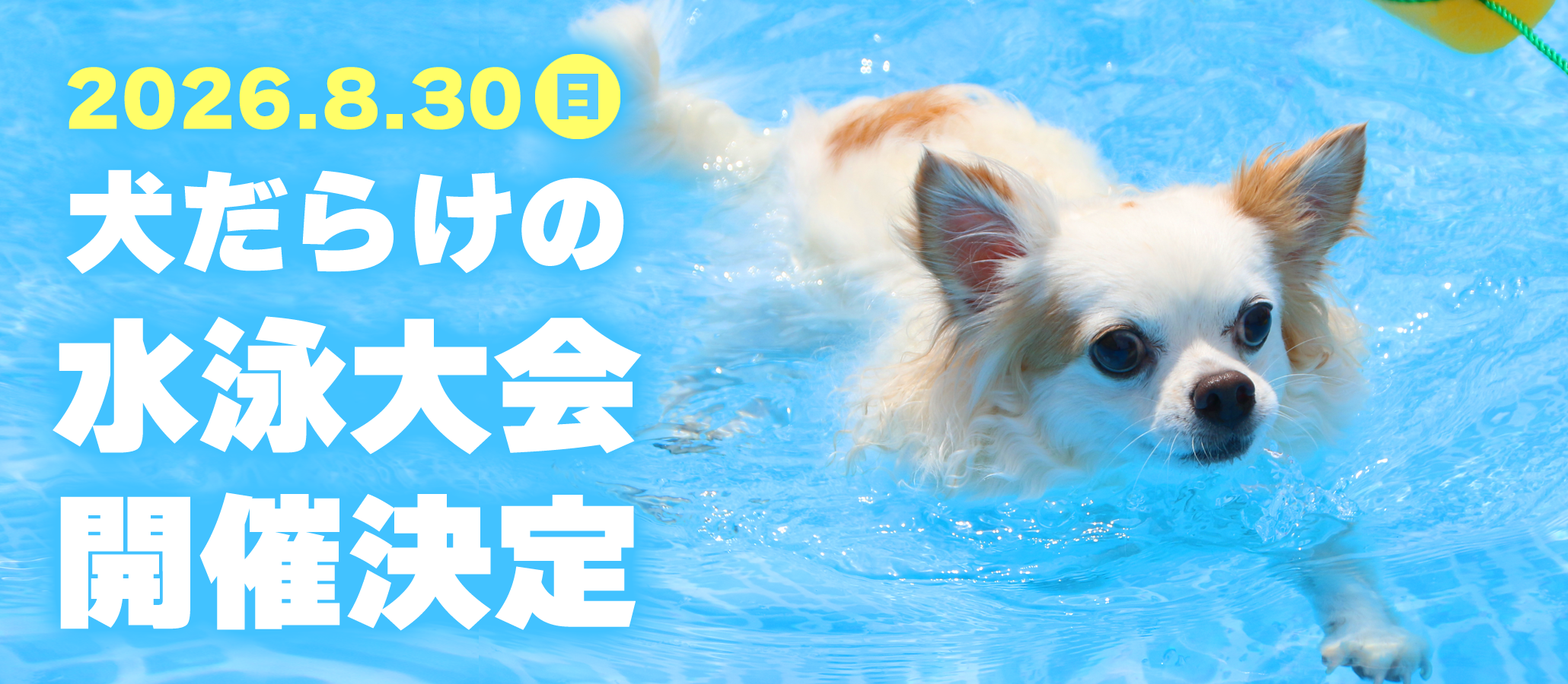 犬だらけの水泳大会開催決定
