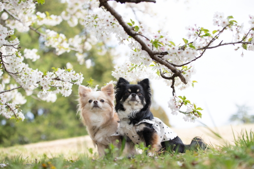 犬のイベント DOG EVENT club ドッグライフサポート『ドッグイベント