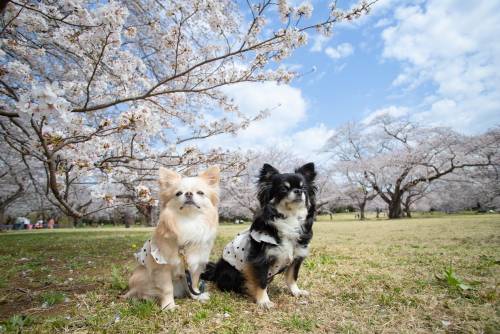 犬のイベント DOG EVENT club ドッグライフサポート『ドッグイベント