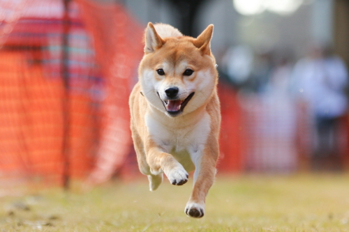 11月15日/50mドッグタイムレース公式記録会