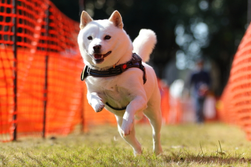 11月15日/50mドッグタイムレース公式記録会
