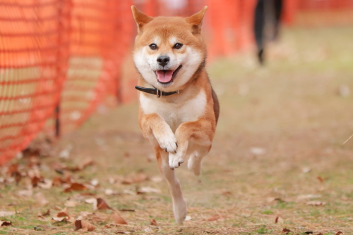 1月11日/50mドッグタイムレース公式記録会