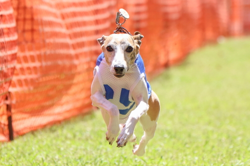 5月2日/50mドッグタイムレース公式記録会